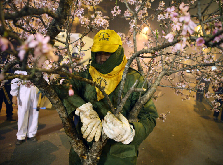 Entrada de la flor a Torrent